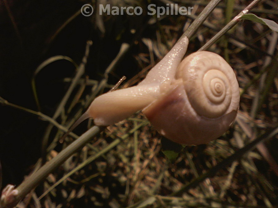 Chiocciola da identificare